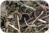 Psilocybe semilanceata image