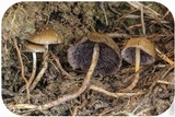 Psilocybe semilanceata image