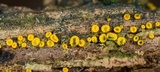 Chlorosplenium chlora image