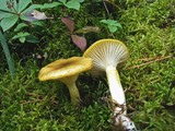 Hygrophorus hypothejus image