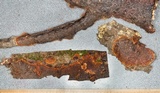 Punctularia strigosozonata image