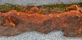 Punctularia strigosozonata image