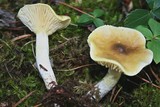 Hygrophorus hypothejus image