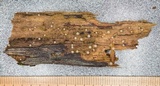 Helicogloea compressa image