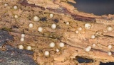 Helicogloea compressa image
