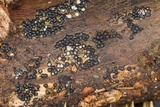 Rosellinia subiculata image