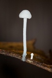 Tetrapyrgos nigripes image
