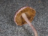 Inocybe lilacina image