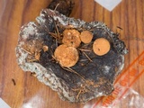 Asterophora lycoperdoides image