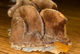 Inocutis rheades image