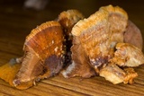 Inocutis rheades image