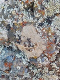 Aspicilia cuprea image