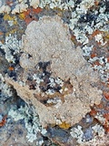 Aspicilia cuprea image
