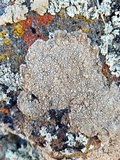 Aspicilia cuprea image