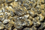 Aspicilia cuprea image