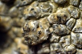 Aspicilia cuprea image