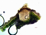 Aspicilia cuprea image