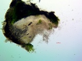 Aspicilia cuprea image
