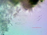 Aspicilia cuprea image