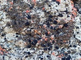 Peltula obscurans image
