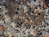 Peltula obscurans image