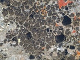 Peltula obscurans image