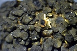 Peltula obscurans image