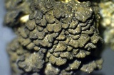 Peltula obscurans image