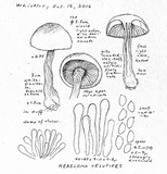 Hebeloma velutipes image