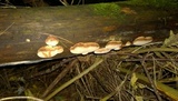Postia fragilis image