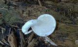 Pleurotus dryinus image