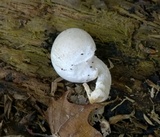 Pleurotus dryinus image