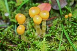Hypholoma dispersum image