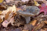 Russula cyanoxantha image