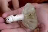 Russula cyanoxantha image