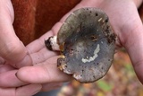 Russula cyanoxantha image
