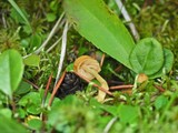 Hypholoma dispersum image