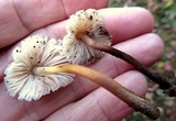 Mycena inclinata image
