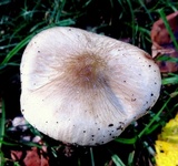 Oudemansiella furfuracea image