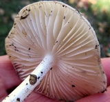 Oudemansiella furfuracea image