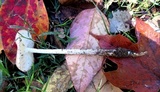 Oudemansiella furfuracea image