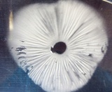 Oudemansiella furfuracea image