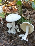 Amanita polypyramis image