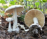 Amanita polypyramis image