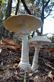 Amanita subcokeri image