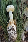 Amanita daucipes image