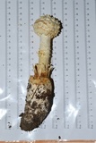 Amanita daucipes image