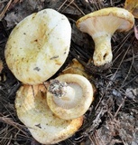 Lactarius scrobiculatus image