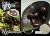 Cyathus olla image