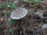 Chlorophyllum olivieri image